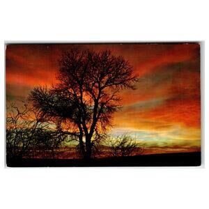 Barbee Lake Sunset Silhouette NYCECHROME Postcard Vintage Tree View